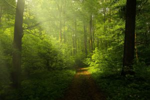 wald im fühling